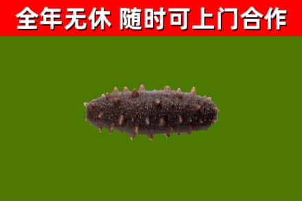 益阳市回收海参干